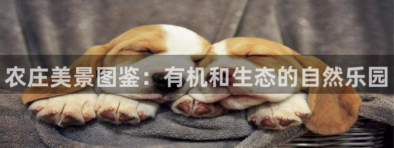 必一体育怎么下载