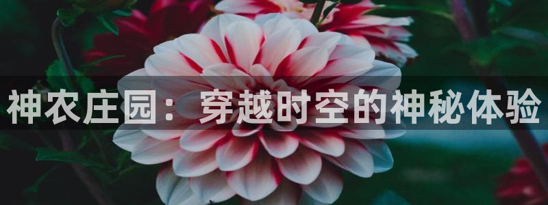 必一体育是啥