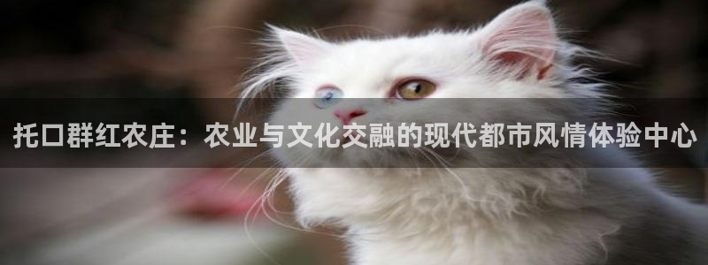 必一体育在哪下